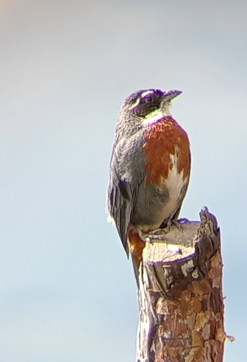 Chestnut-breasted Mountain Finch - ML617520802