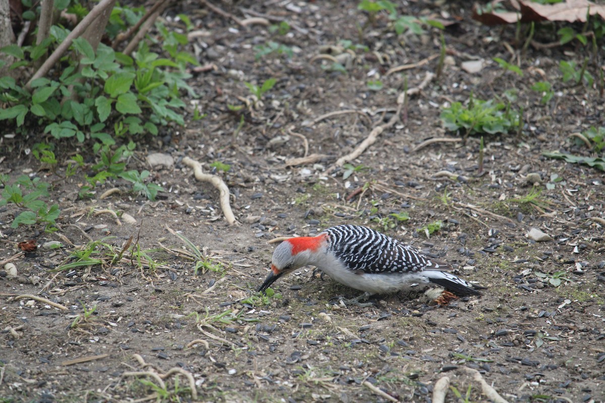 Red-bellied Woodpecker - Melissa Grauel