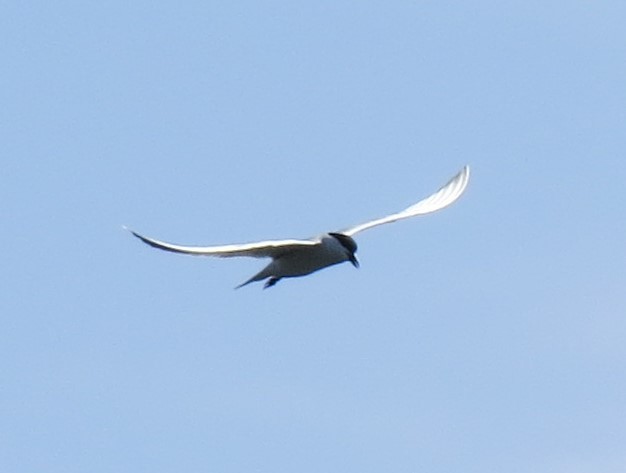 Gull-billed Tern - ML617520820