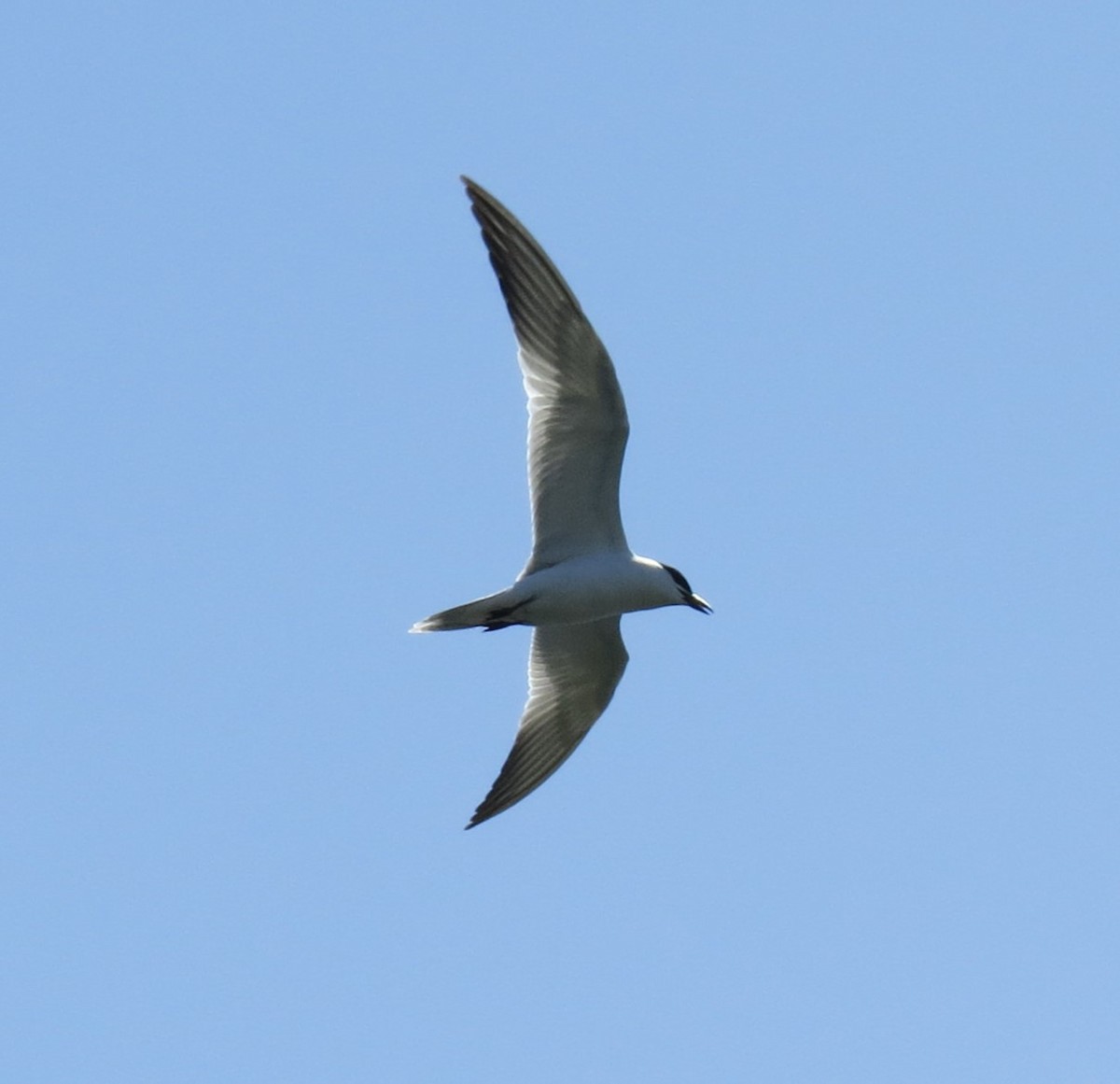 Gull-billed Tern - Rob Van Epps