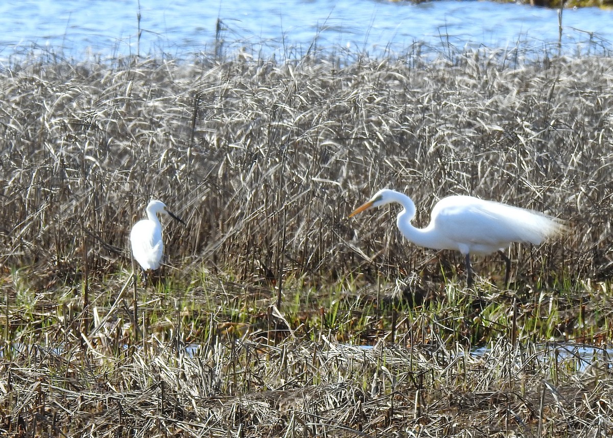 Great Egret - Betsy McCully