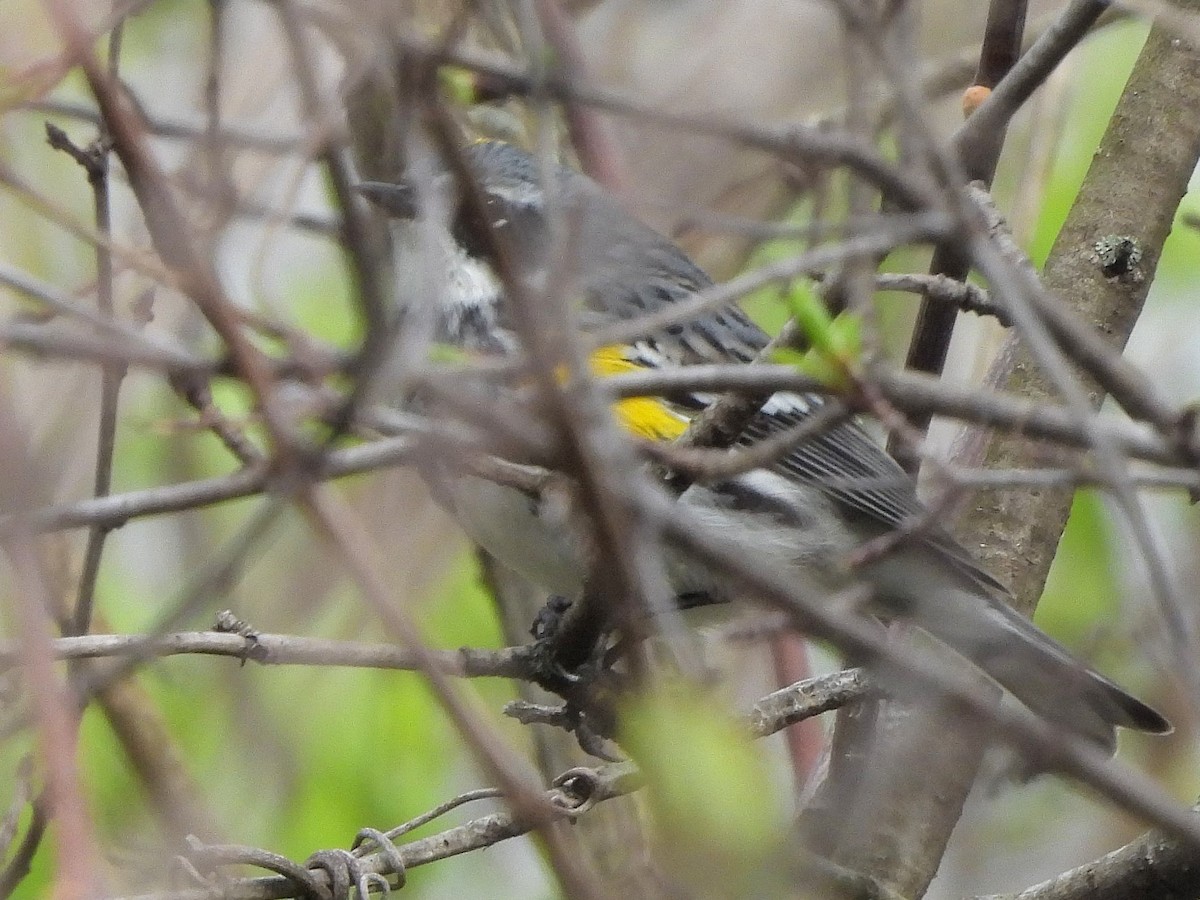 Yellow-rumped Warbler - Bill Nolting