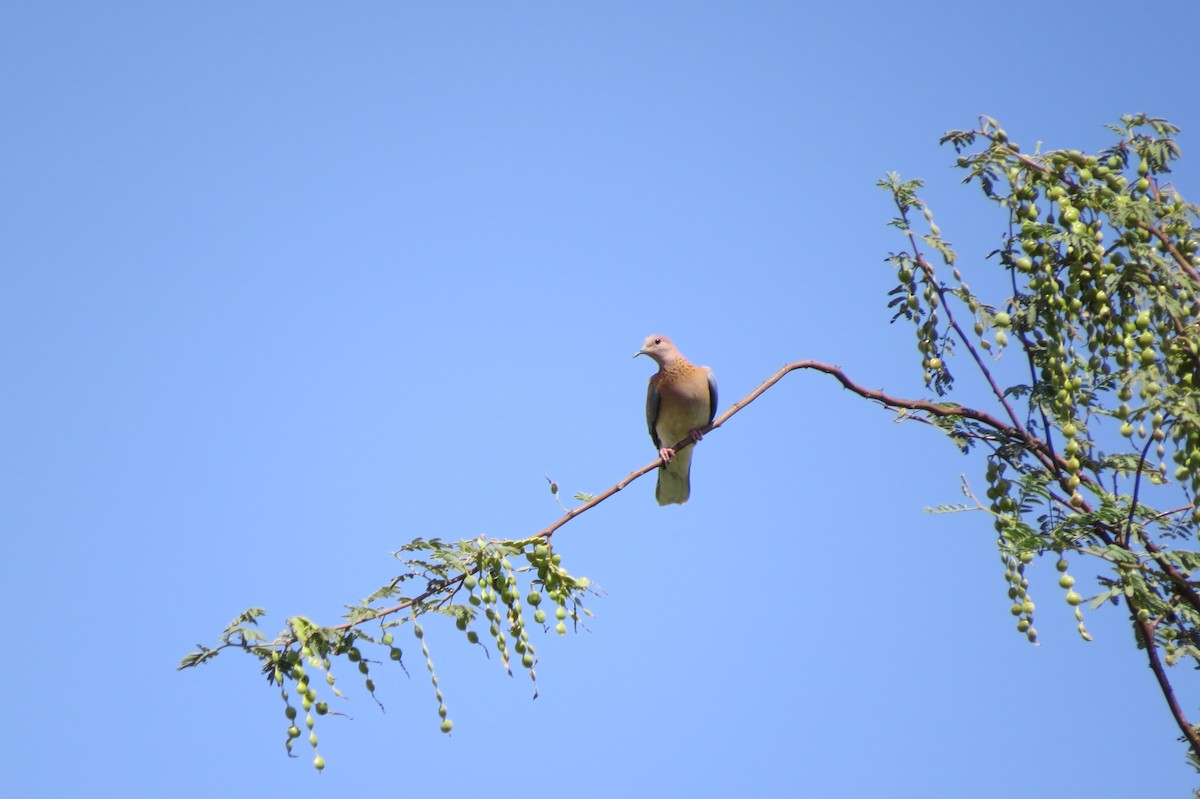 Laughing Dove - ML617520865