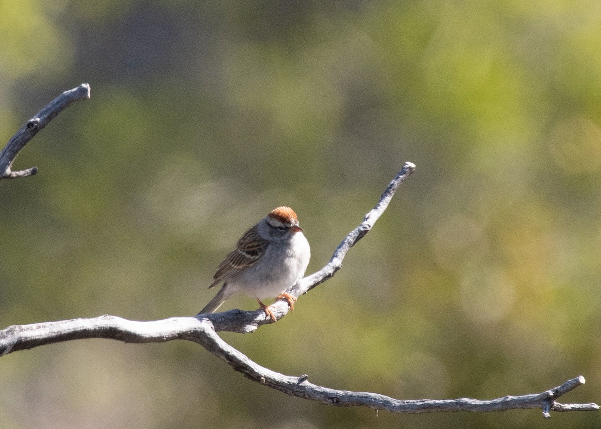 Chipping Sparrow - ML617520908