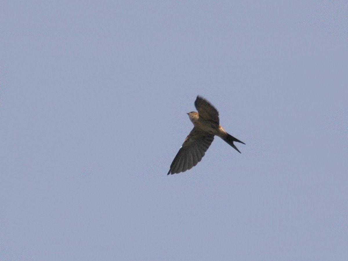 Red-rumped Swallow - ML617520939