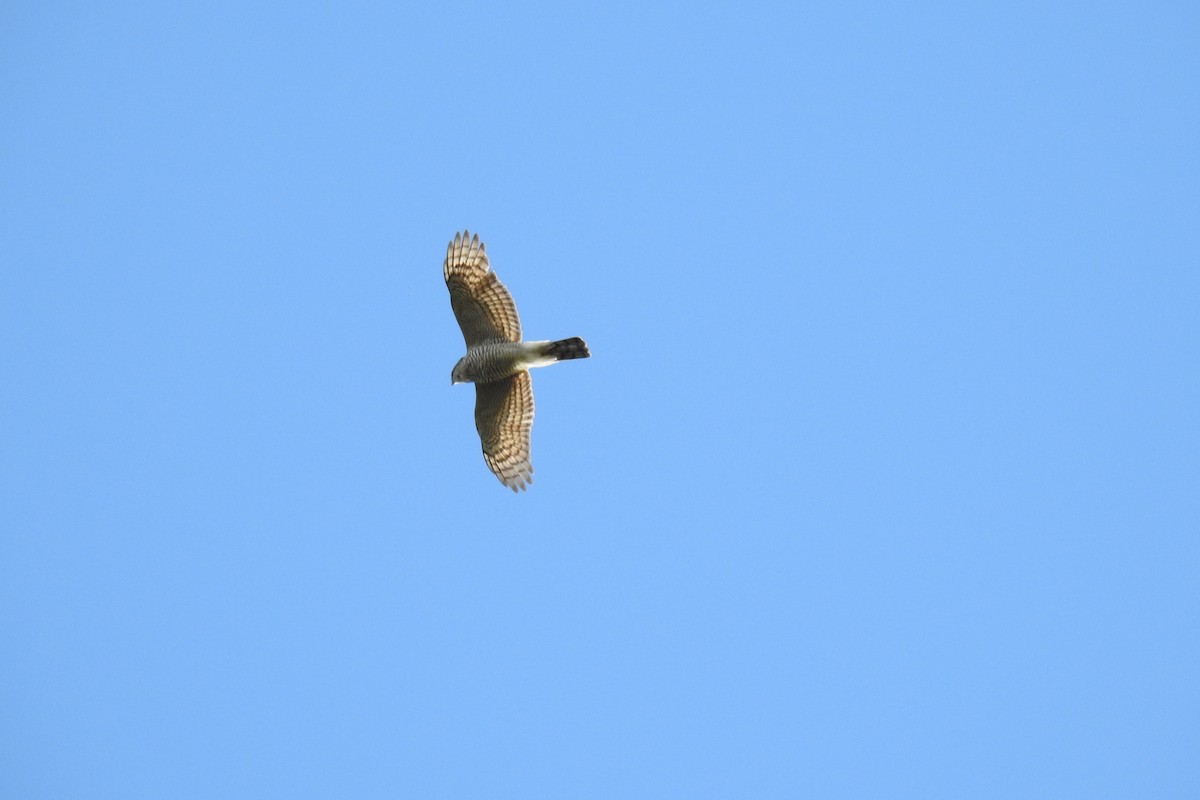 Eurasian Sparrowhawk - ML617520955