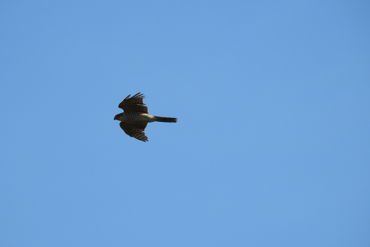 Eurasian Sparrowhawk - ML617520956