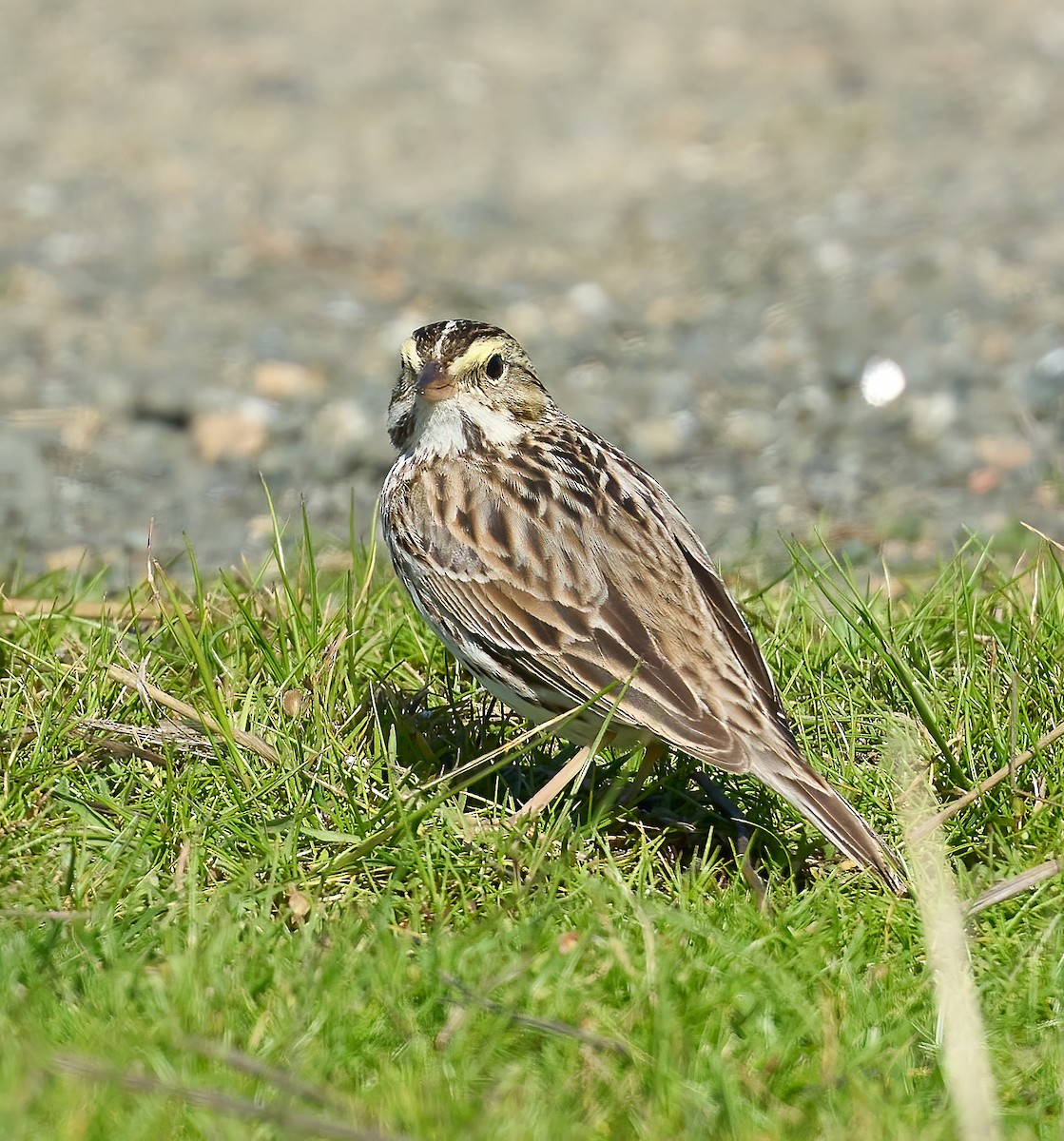 Savannah Sparrow - ML617521008