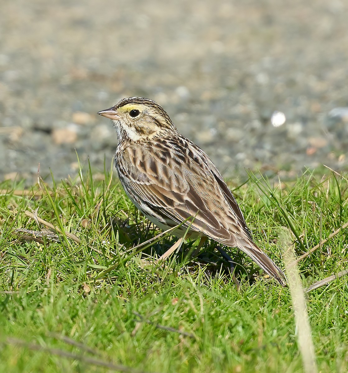 Savannah Sparrow - ML617521009