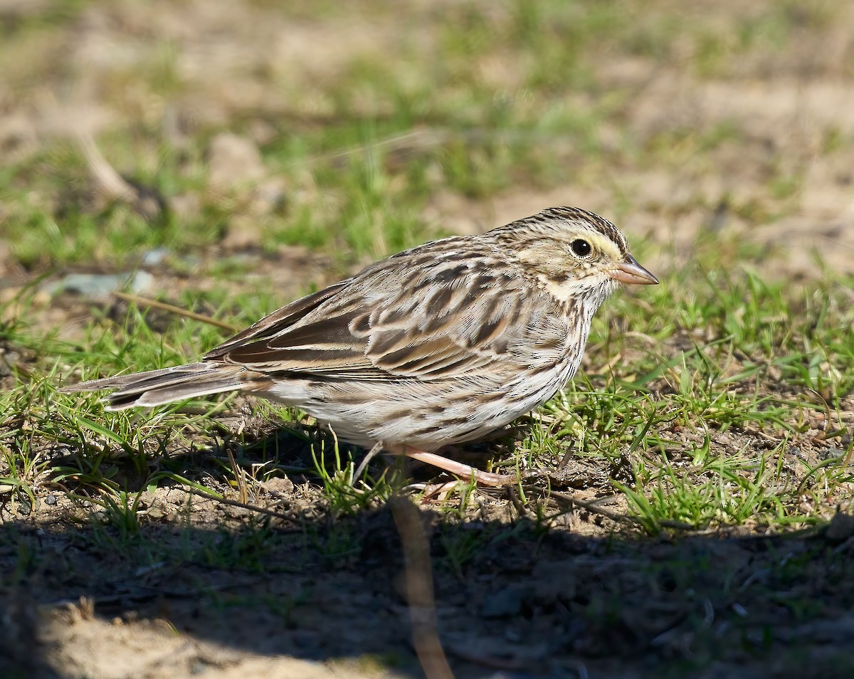 Savannah Sparrow - ML617521010