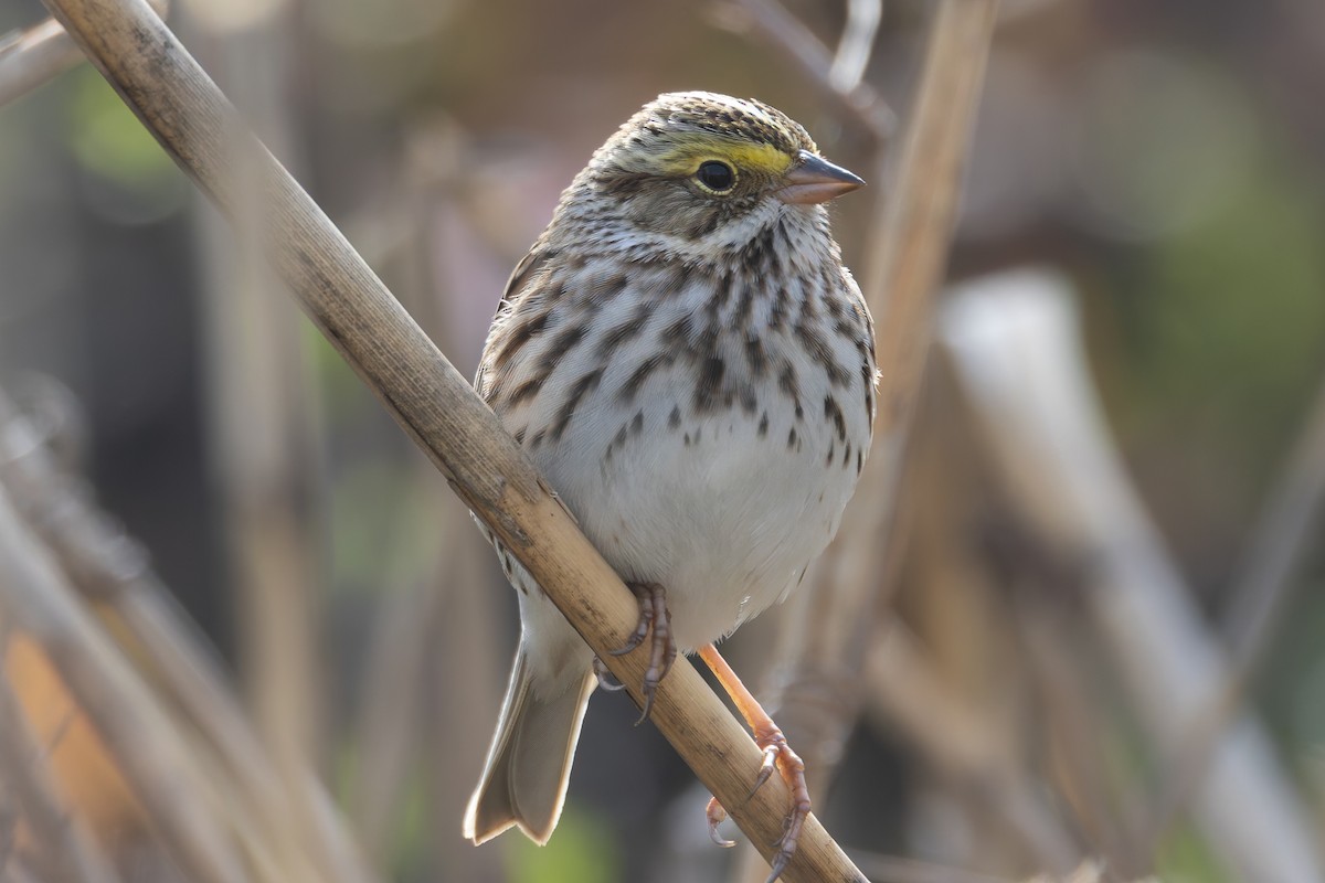 Savannah Sparrow - ML617521015