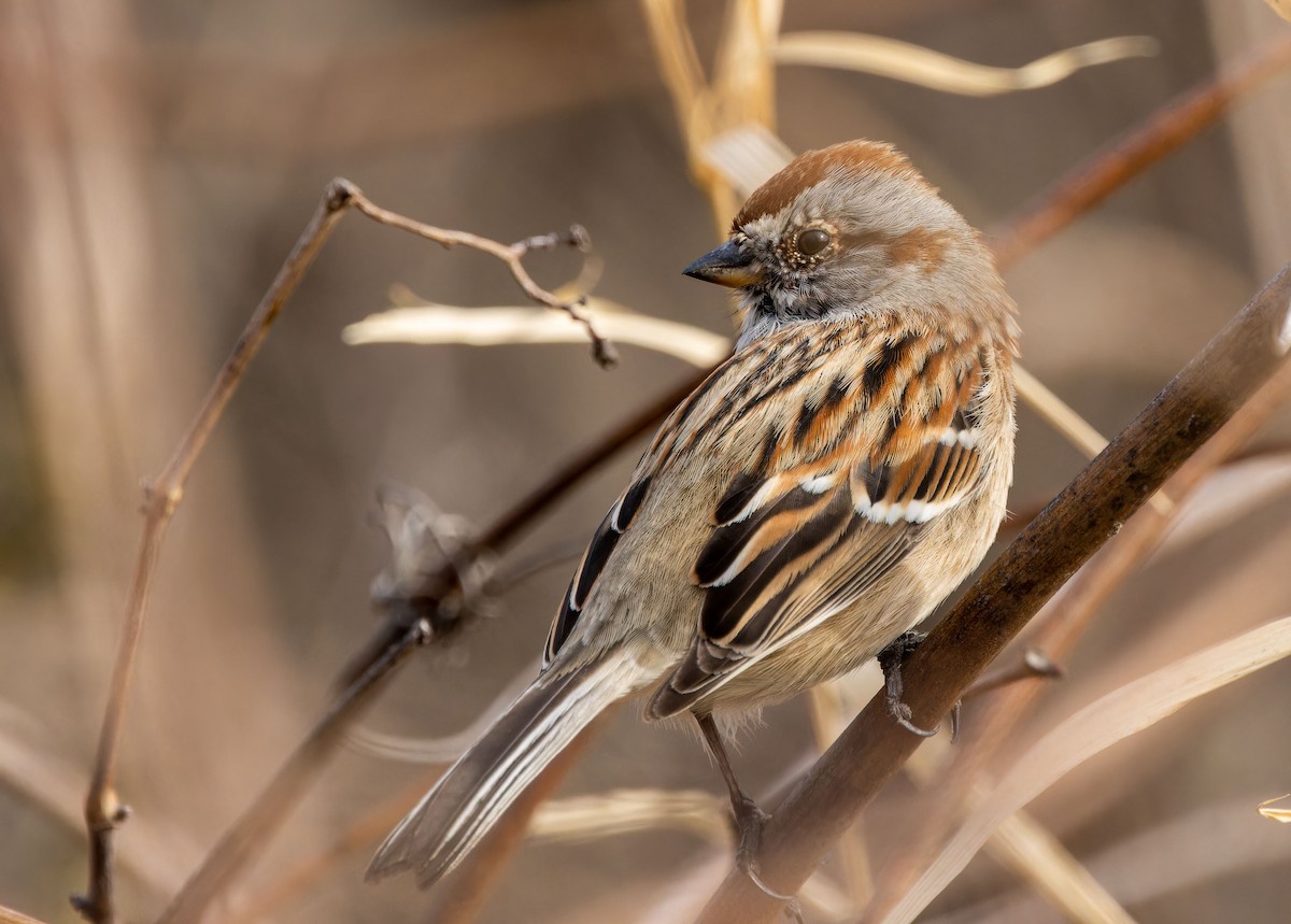 American Tree Sparrow - Tara Plum