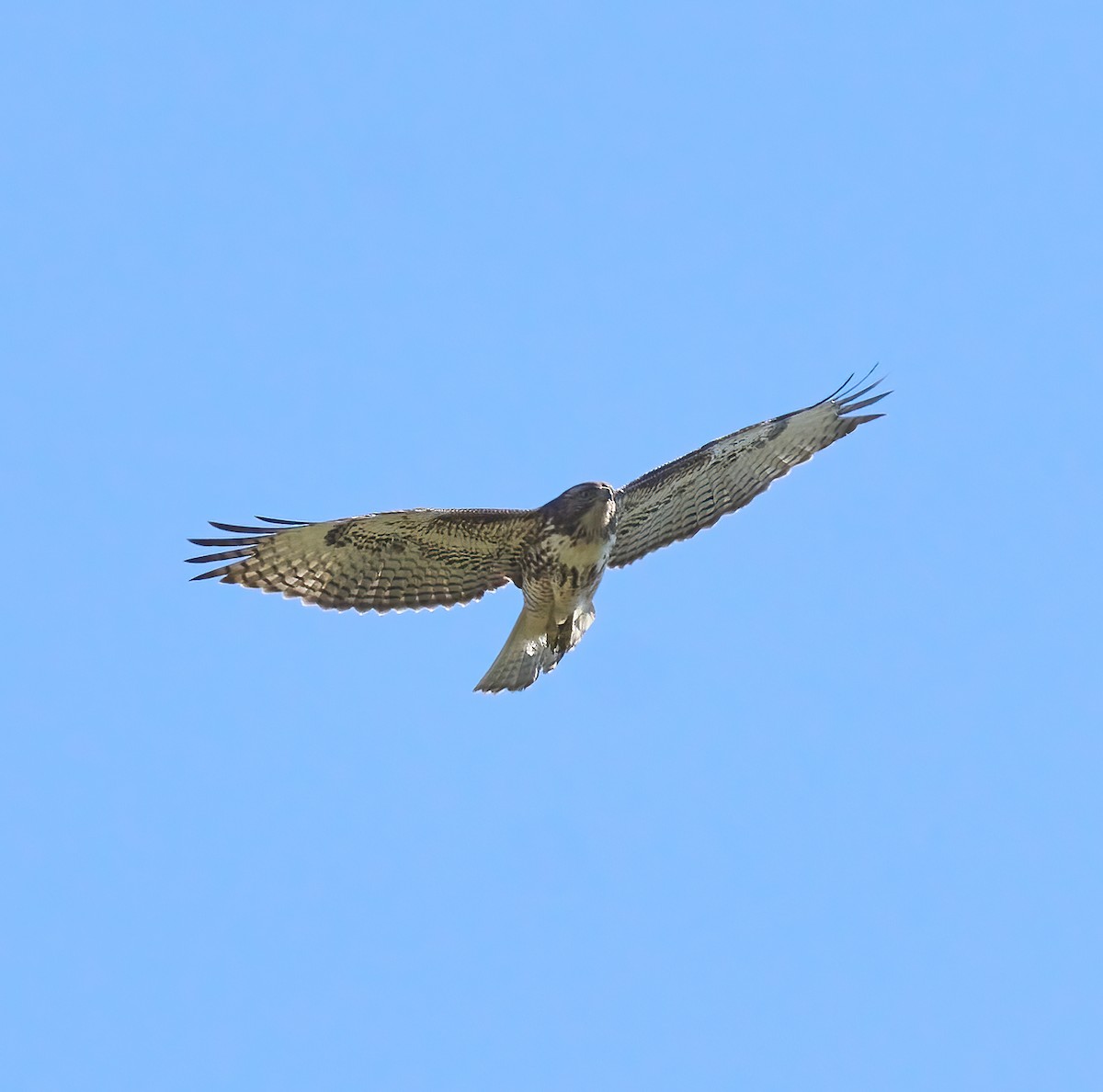 Red-tailed Hawk - ML617521067