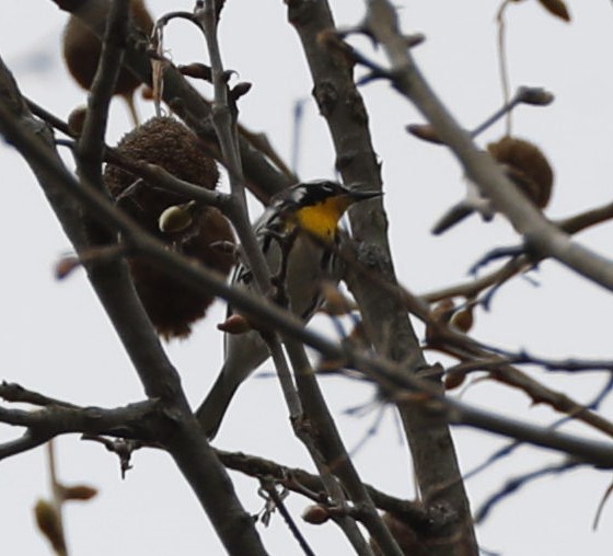 Yellow-throated Warbler - ML617521078