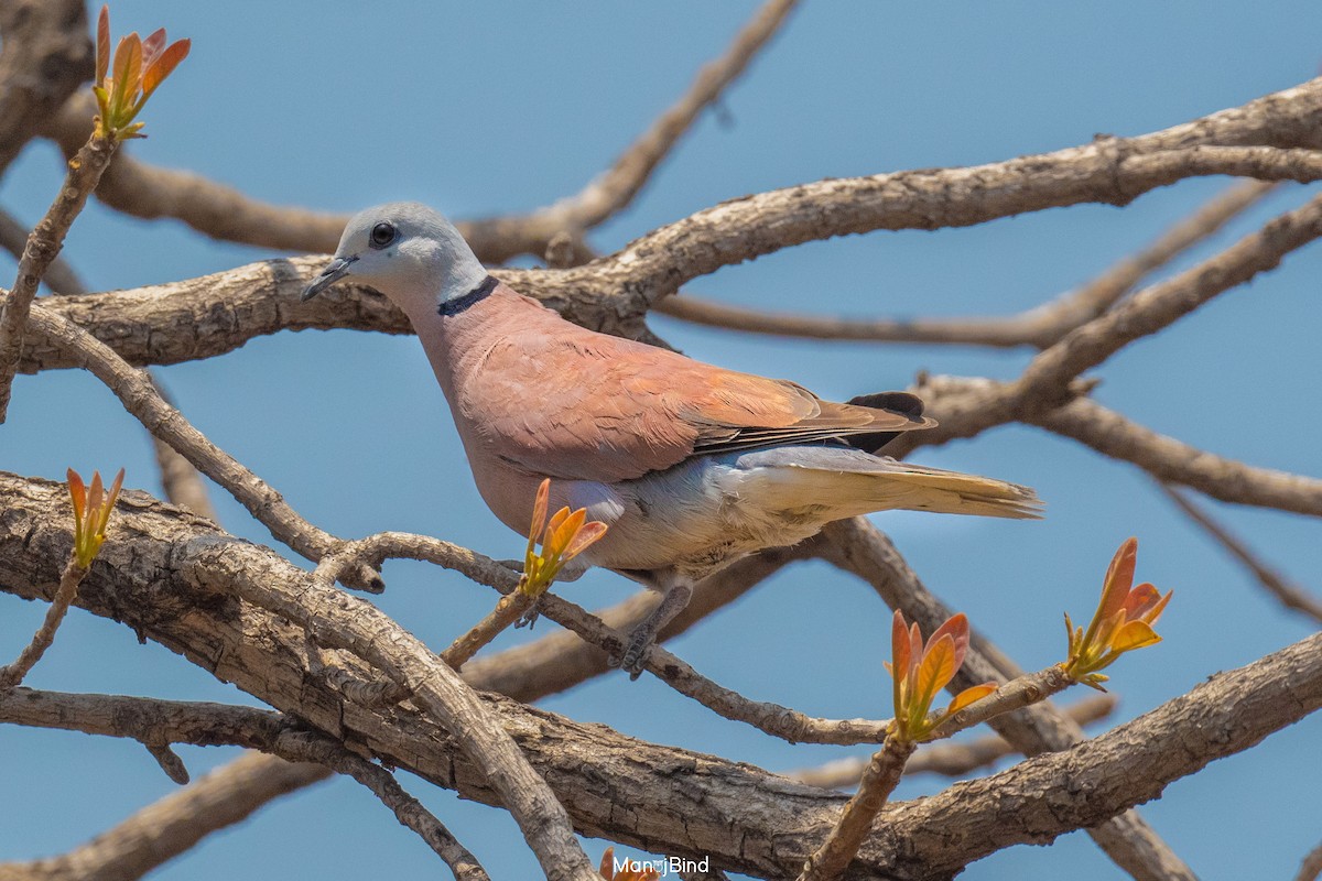 Red Collared-Dove - ML617521133