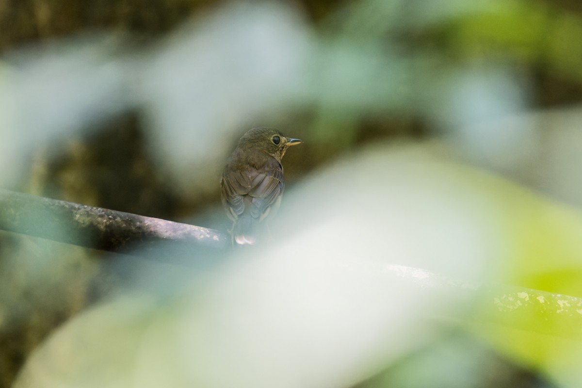 Brown-chested Jungle Flycatcher - ML617521253