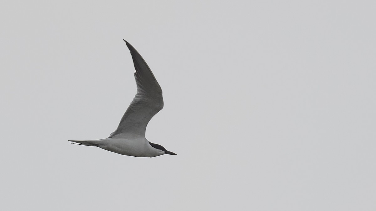 Gull-billed Tern - ML617521308