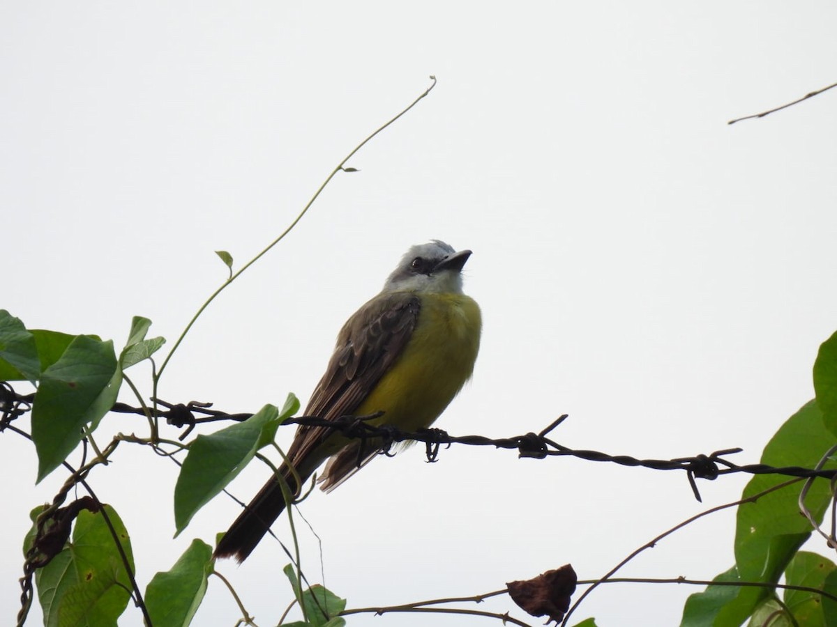 White-throated Kingbird - ML617521314