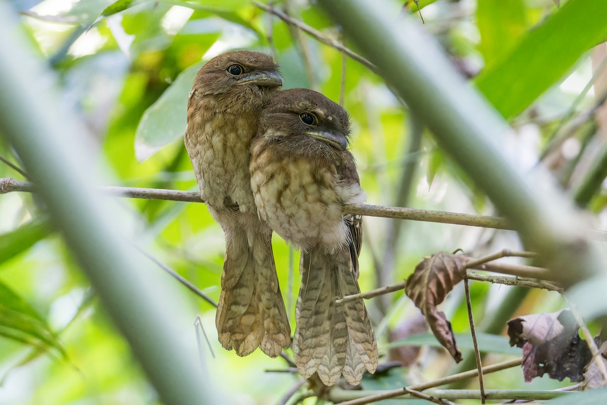 Gould's Frogmouth - ML617521316