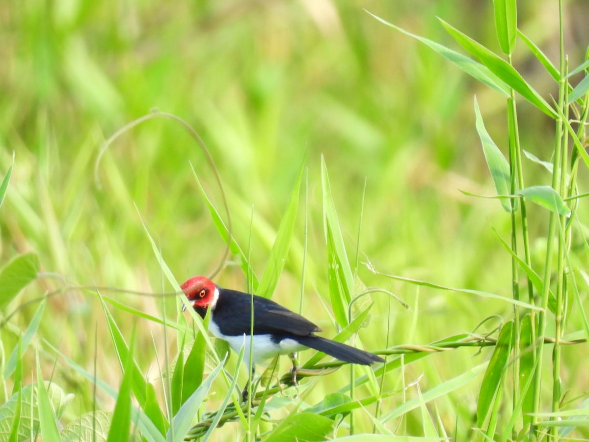 Red-capped Cardinal - ML617521337