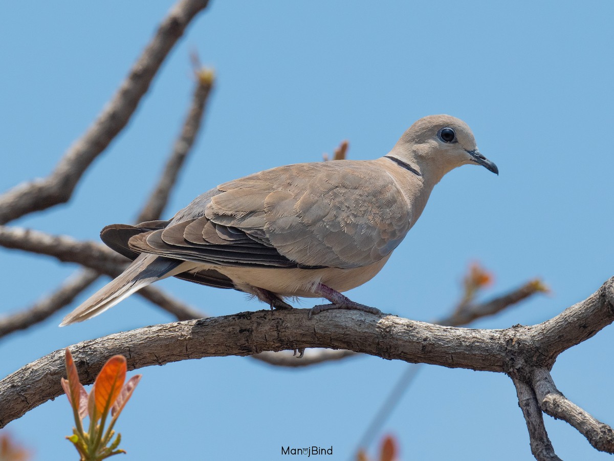 Red Collared-Dove - ML617521420