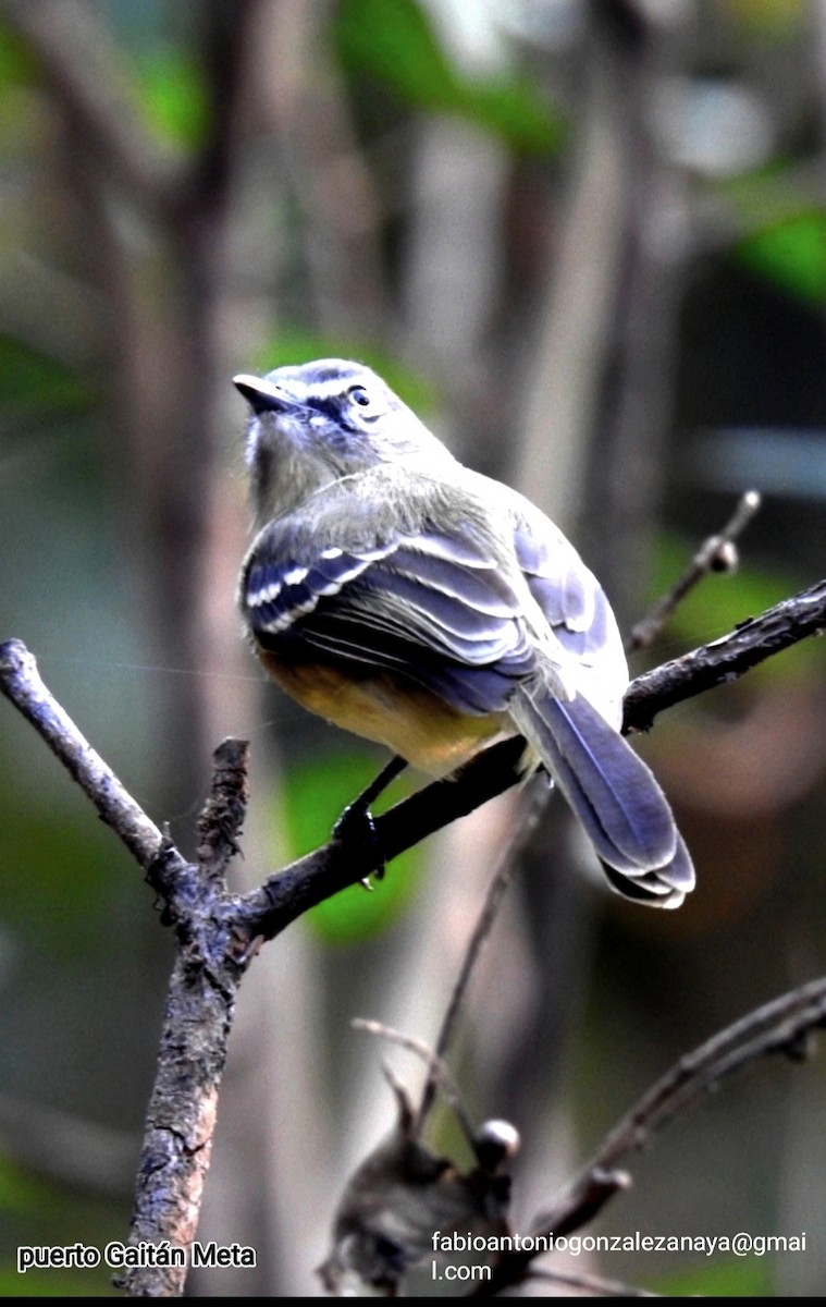 Pale-tipped Tyrannulet - ML617521429
