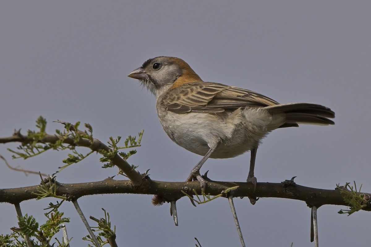 Speckle-fronted Weaver - ML617521451
