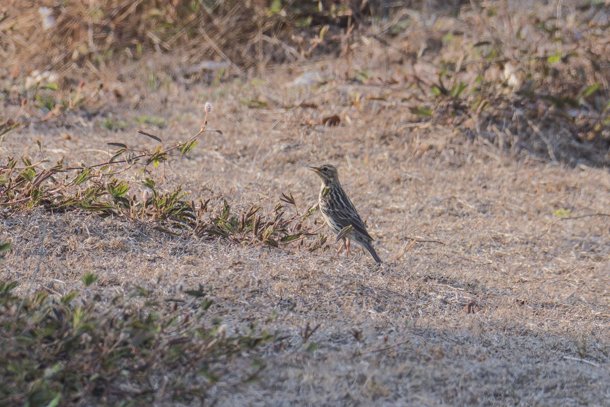 Red-throated Pipit - ML617521544