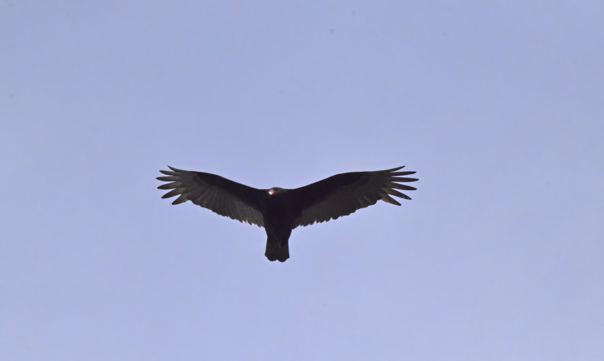 Turkey Vulture - ML617521606
