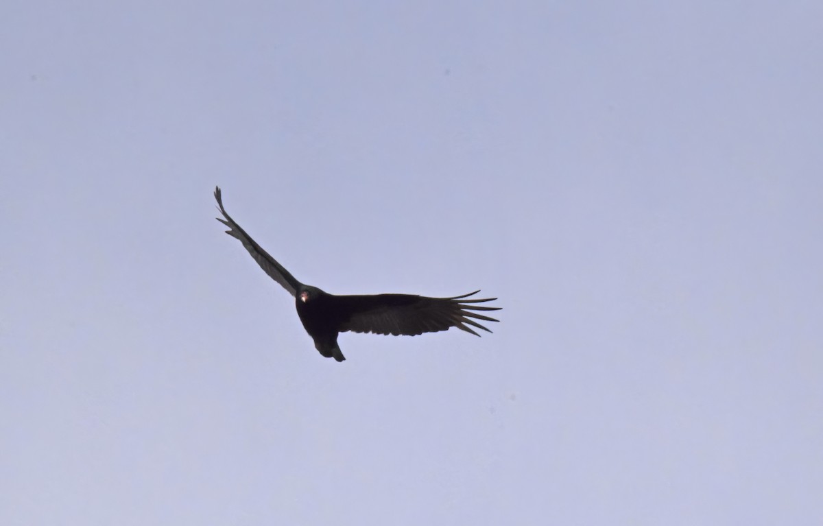 Turkey Vulture - ML617521607
