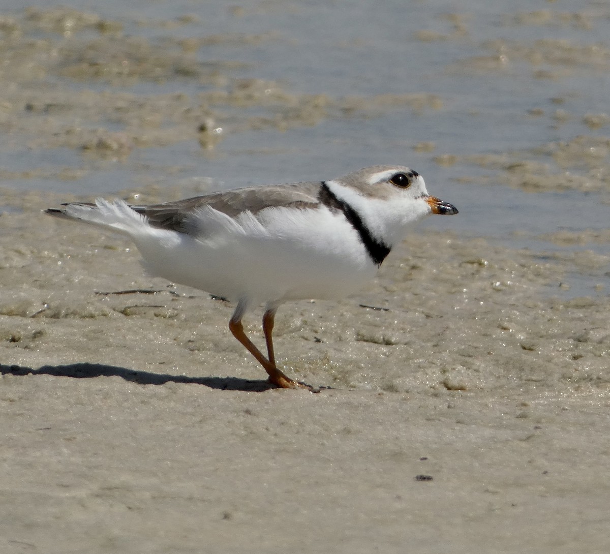 Piping Plover - ML617521666