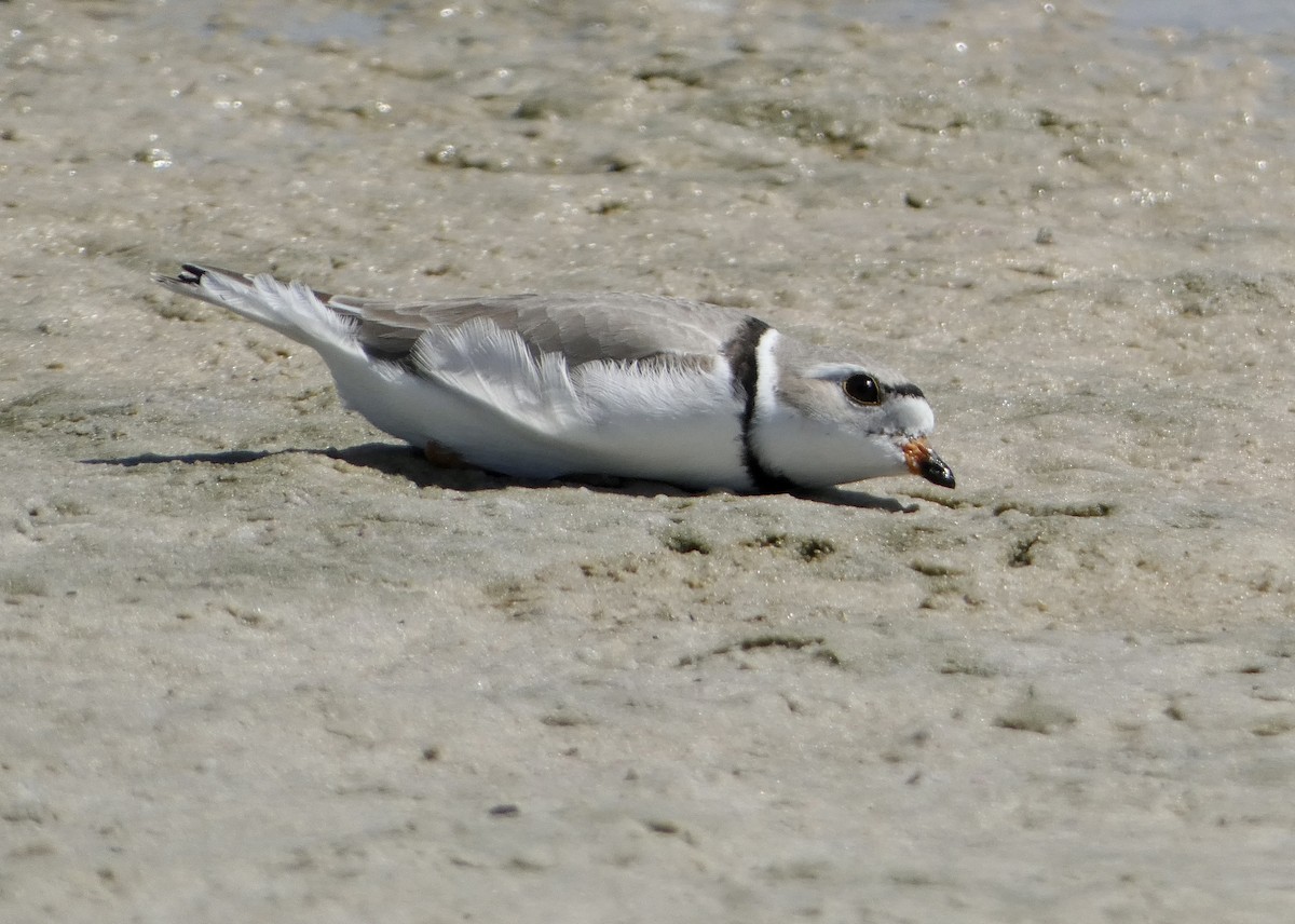 Piping Plover - ML617521668