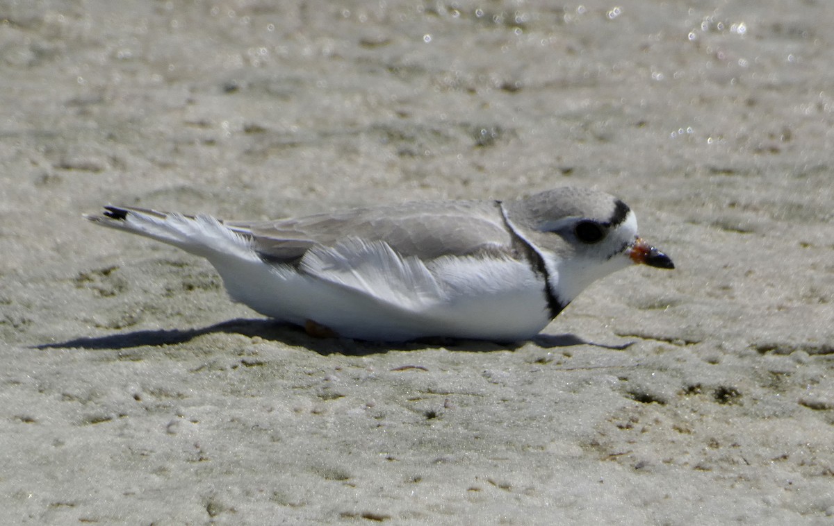 Piping Plover - Kitty ONeil