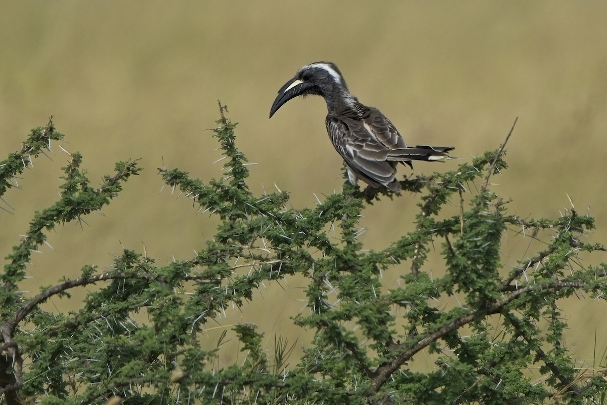 African Gray Hornbill - Xabier Vázquez Pumariño