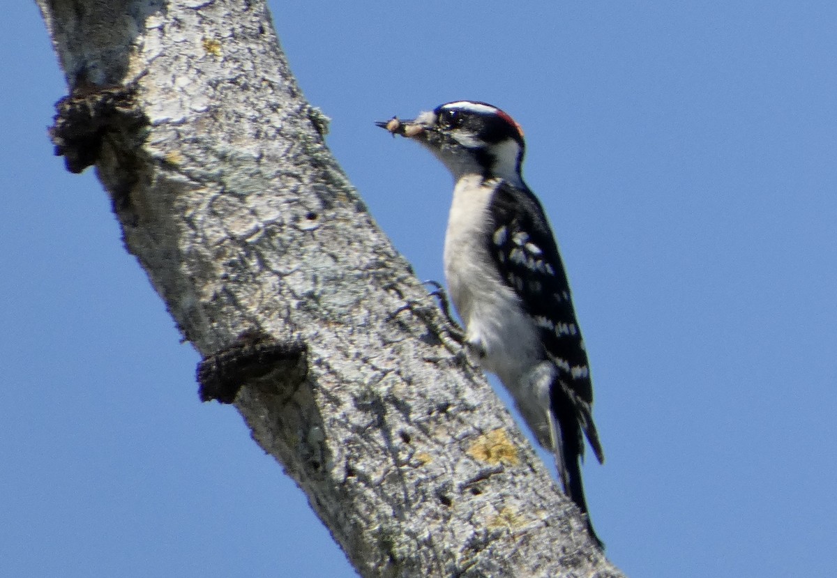 Downy Woodpecker - Kitty ONeil