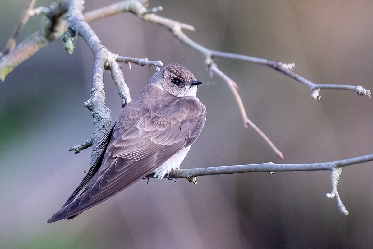 Northern Rough-winged Swallow - Kayann Cassidy