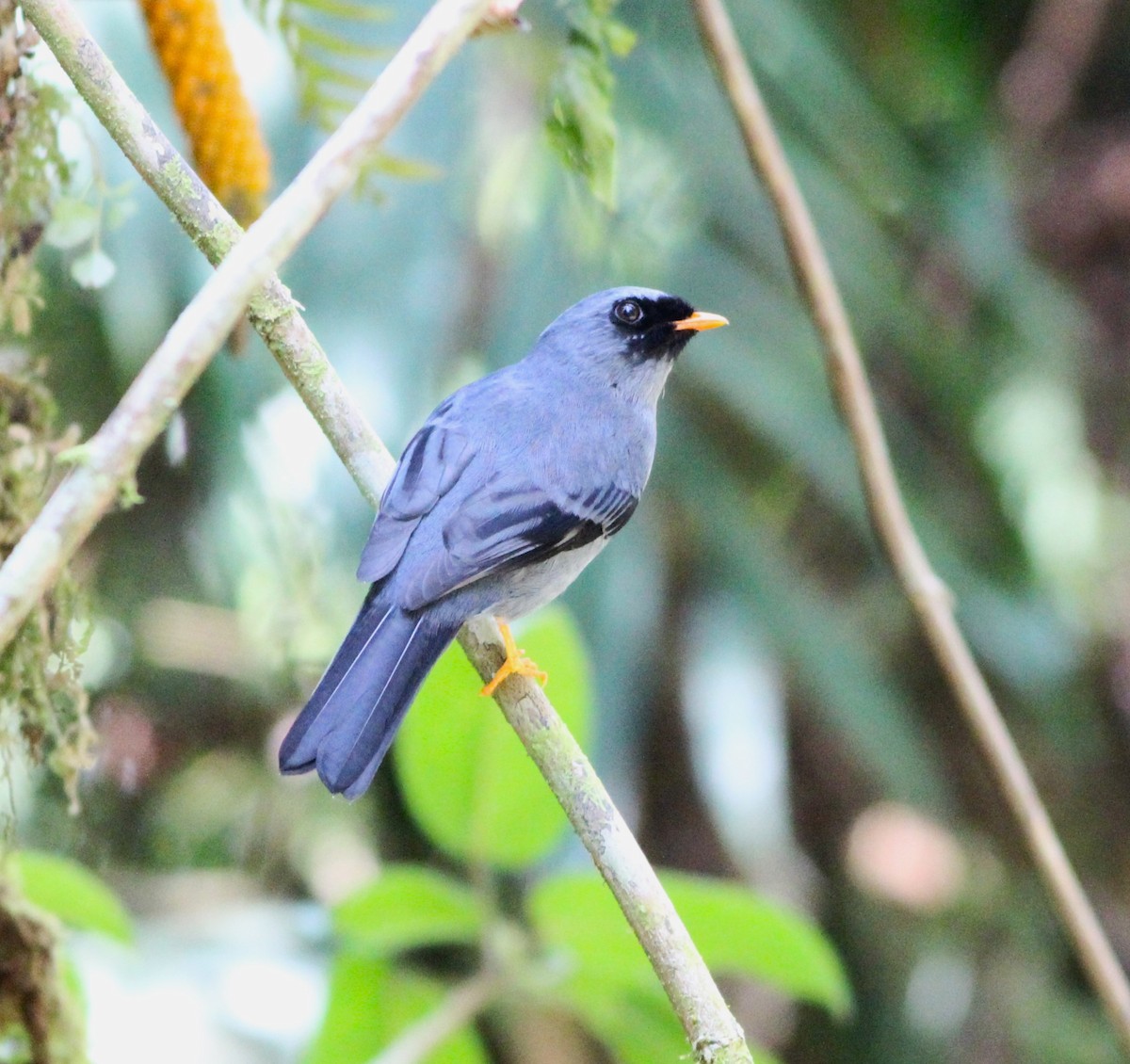 Black-faced Solitaire - ML617521867
