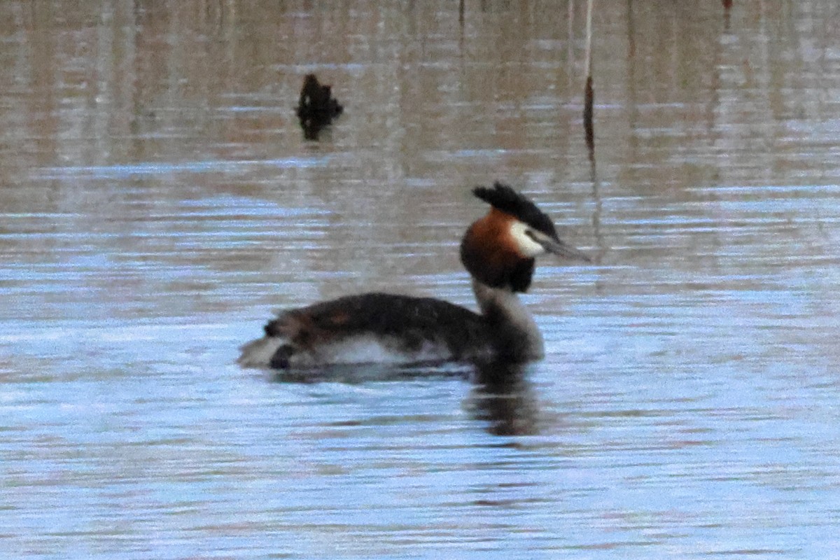Great Crested Grebe - ML617522054