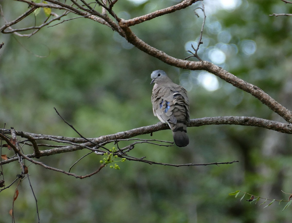 Emerald-spotted Wood-Dove - ML617522055