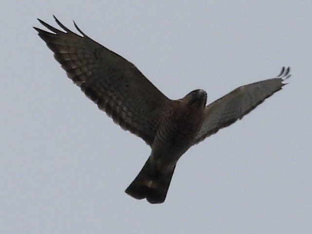 Broad-winged Hawk - ML617522106