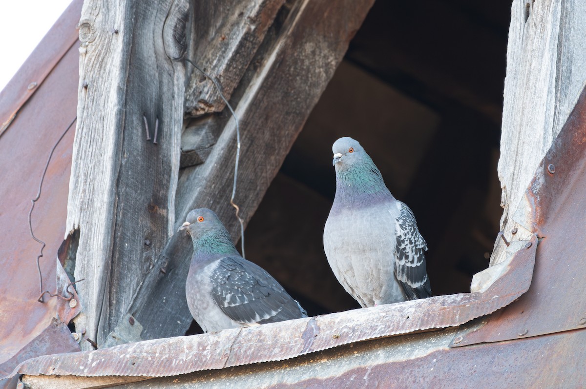 Rock Pigeon (Feral Pigeon) - ML617522122