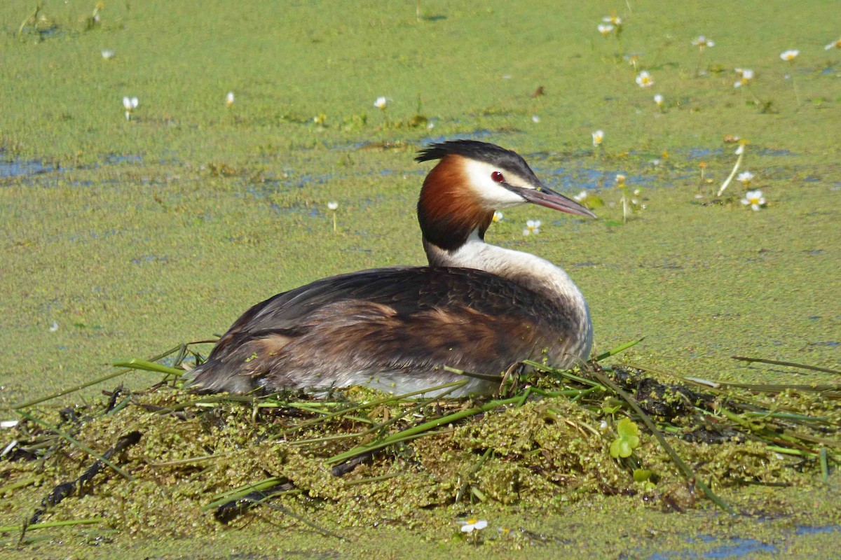 Great Crested Grebe - ML617522123