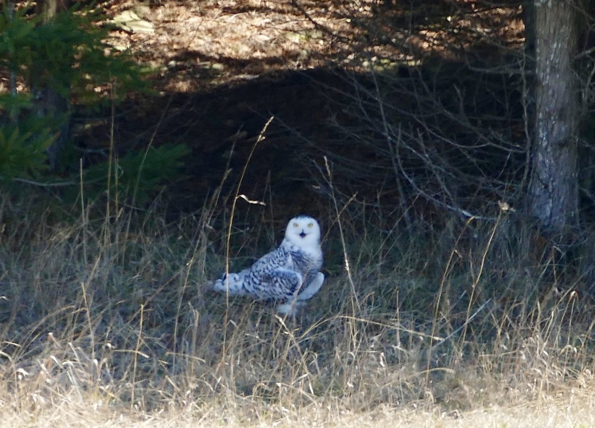 Snowy Owl - ML617522237