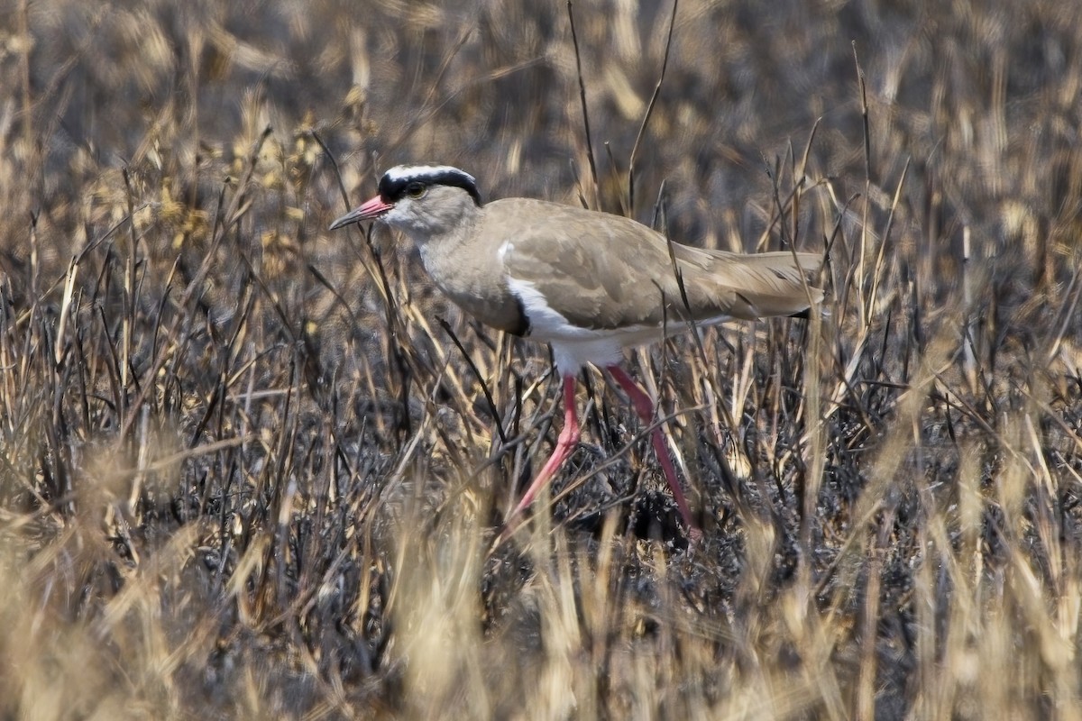 Crowned Lapwing - ML617522297