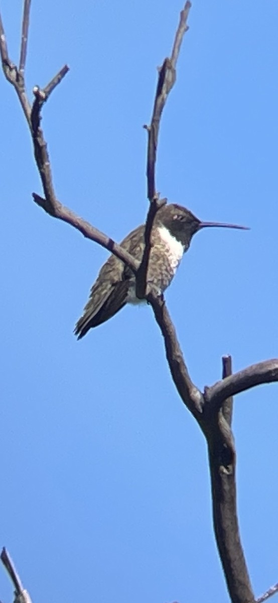 Black-chinned Hummingbird - ML617522327