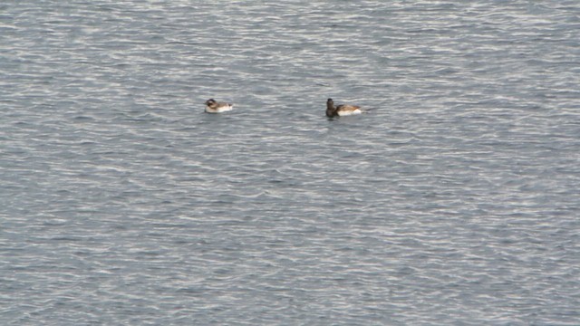 Long-tailed Duck - ML617522345