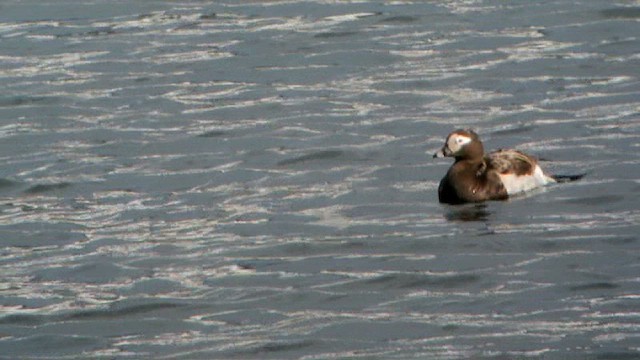 Long-tailed Duck - ML617522384