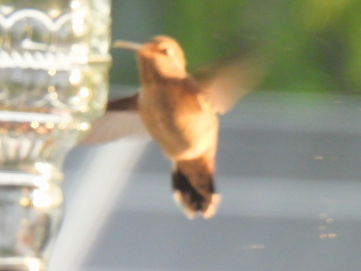 hummingbird sp. - ML617522387
