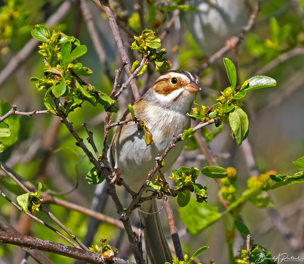 Clay-colored Sparrow - ML617522412
