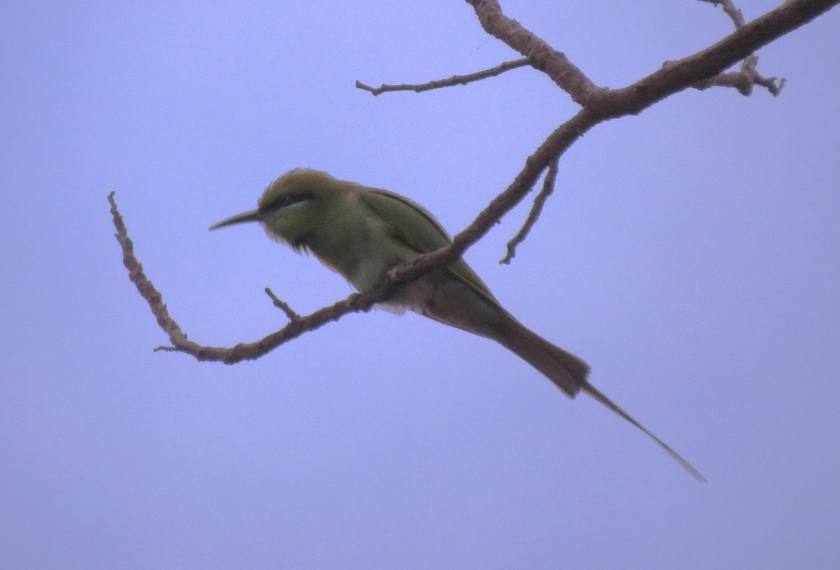 African Green Bee-eater - Rob Van Epps